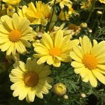 Argyranthemum Yellow