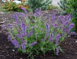 Salvia Feathers Peacock (3Ltr Pot)