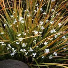 Libertia Sunset Strain