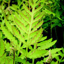 Matteuccia struthiopteris