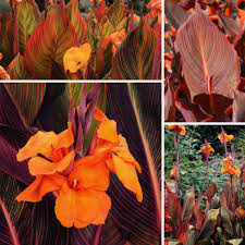 Canna (Island) Durban