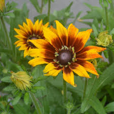 RUDBECKIA Summerina Yellow