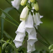 DIGITALIS Lucas White