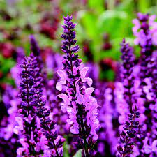 Salvia Eveline