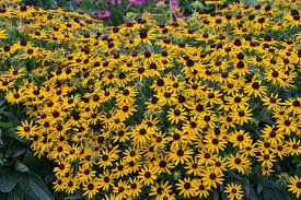 Rudbeckia Little Gold Star