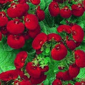 Calceolaria Sunset Red