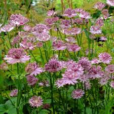 Greater Masterwort (Astrantia Roma)