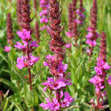 Lythrum-salicaria-Robin-Planted-1