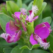 Polygala myrtifolia