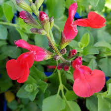 SALVIA micro. Suzanne