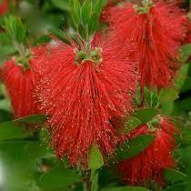 Callistemon laevis