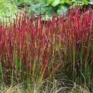 Imperata cylindrica Red Baron  P19