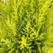 Cupressus m. (Goldcrest) Wilma  P19