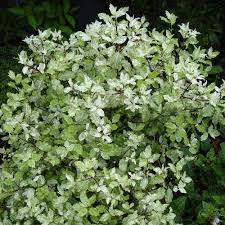 PITTOSPORUM Irene Patterson