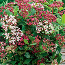 Viburnum tinus  Ladybird  / 4.5 Ltr pot