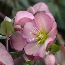 Helleborus Pennys Pink