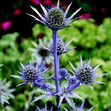 Eryngium bourgatii