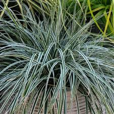 Carex Everest