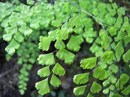 Delta Maidenhair Fern Adiantum Raddianum Fritz Luthi (12cm Pot)