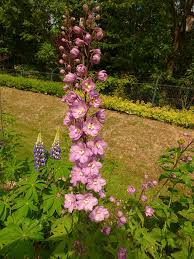 DELPHINIUM ruysii Pink Sensation