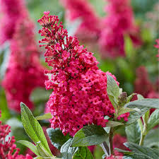 Buddleia Butterfly Candy Ruby