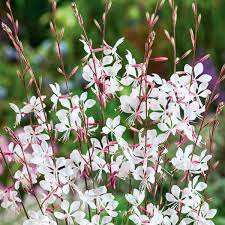 Gaura White Dove (Gaura Lindheimeri)