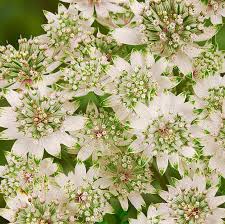 ASTRANTIA Major Star of Billion