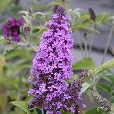 Buddleja Buzz Lavender