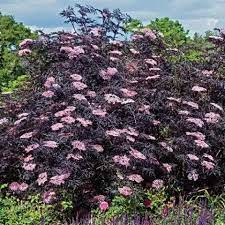 SAMBUCUS NIGRA LACED UP