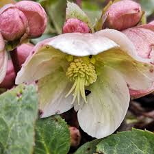 Helleborus  Winter Sunshine  heavy xxl with label