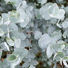 Eucalyptus gunnii Azura