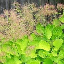 Cotinus cog. Golden Lady