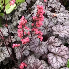 HEUCHERA Timeless Treasure