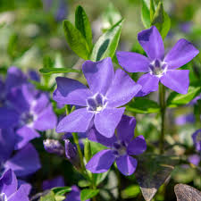 VINCA minor Flower Power