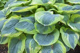 Plantain Lilies (Hosta Sieboldiana Frances Williams)