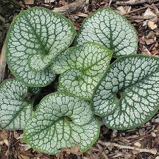 Brunnera m. Jack of Diamonds