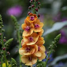 VERBASCUM Clementine