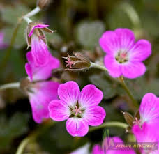 GERANIUM Tanya Rendall