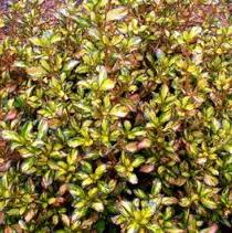 COPROSMA Evening Glow