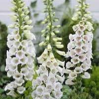 DIGITALIS pur. Alba