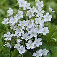 Geranium sang Alba