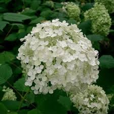 HYDRANGEA arb. Annabelle