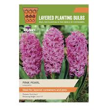 HYACINTH PINK PEARL x 6