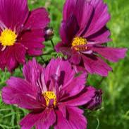 Cosmos Odyssey Violet