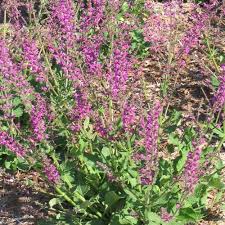 SALVIA Royal Crimson Distinction