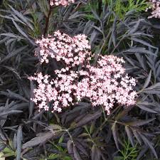 SAMBUCUS NIGRA BLACK LACE