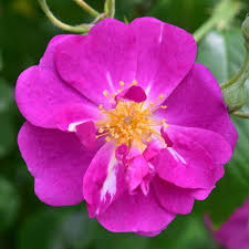 ROSA PURPLE SKYLINER