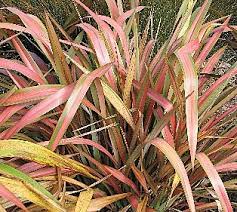 Phormium Jester (3Ltr Pot)