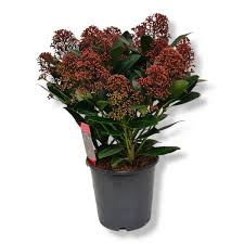 Skimmia jap. Rubella  C3  20+ flwr.