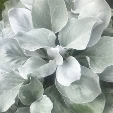 Senecio Angel Wings